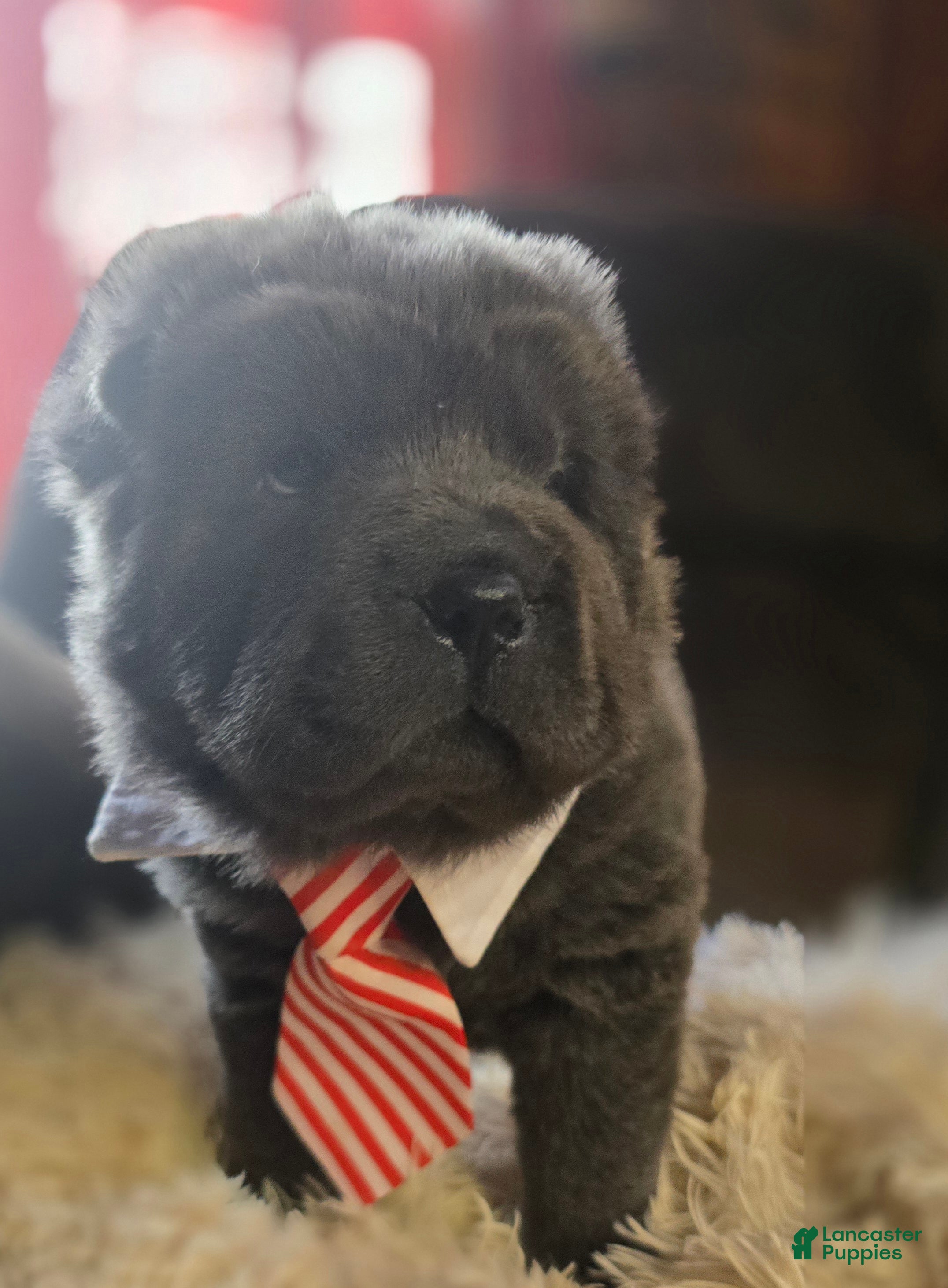 Shar Pei dogs Weston  - Ad 2