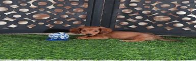 Magnum Adorable LH ACA Mini Dachshund