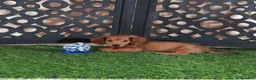 Miniature Dachshund dogs for sale: Magnum Adorable LH ACA Mini Dachshund - Ad 1