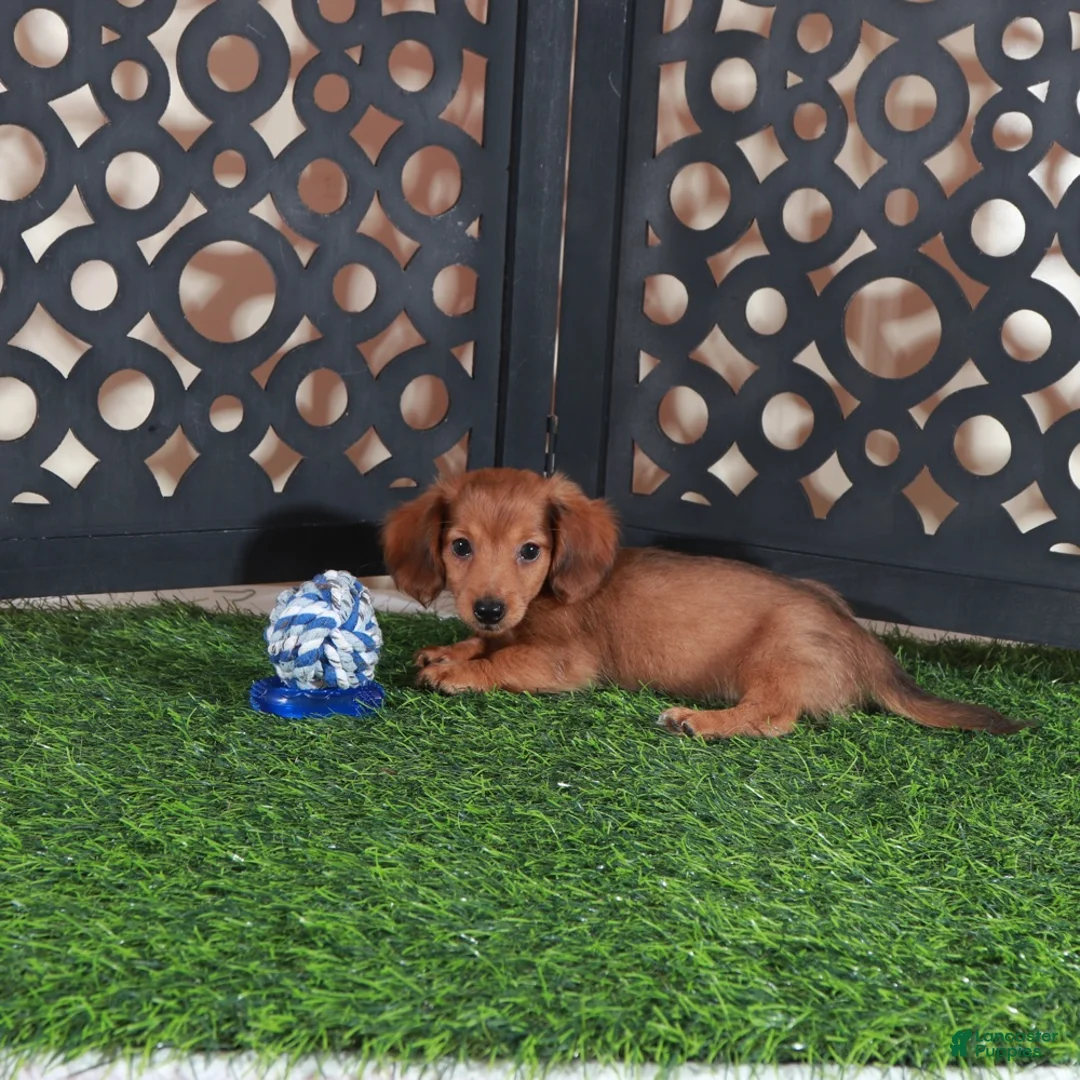 Miniature Dachshund dogs for sale: Magnum Adorable LH ACA Mini Dachshund - Ad 1