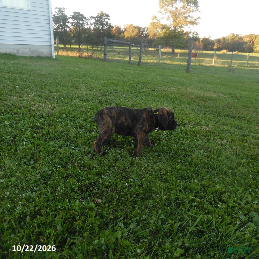 Cane Corso dogs for sale: Anton - Ad 2