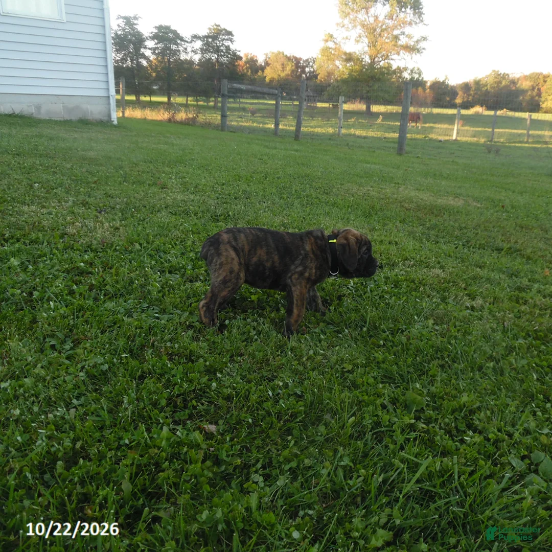 Cane Corso dogs for sale: Anton - Ad 2