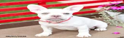 French Bulldog dogs for sale: Lulu - Ad 3