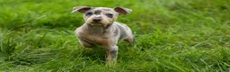 Miniature Pinscher dogs for sale: ANGIE - Ad 5