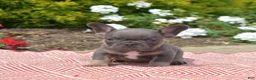 French Bulldog dogs for sale: Bruce  - Ad 10