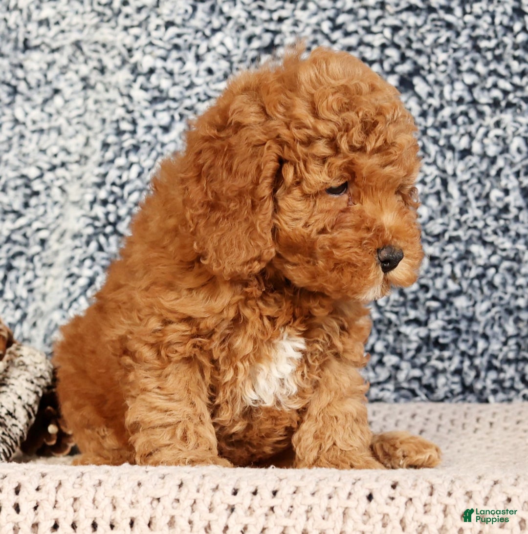 Mini Goldendoodle dogs for sale: Gwen - Ad 4