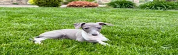 Italian Greyhound dogs for sale: Gina  - Ad 9