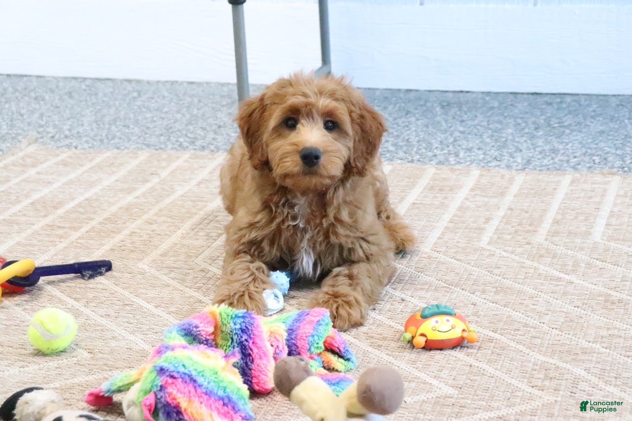 Mini Goldendoodle dogs Mindy - Ad 2