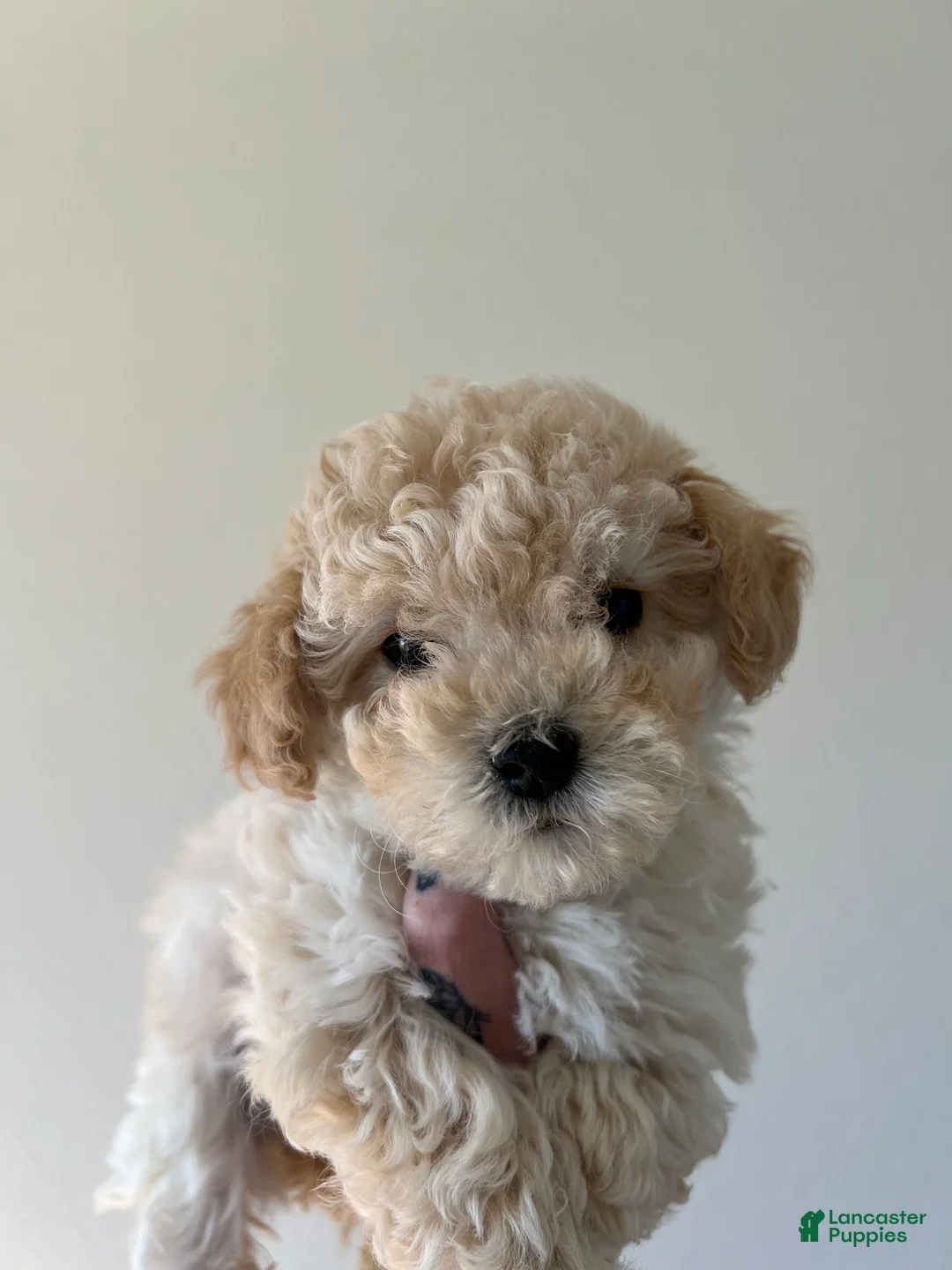 Toy Poodle dogs for sale: Bella - Ad 3