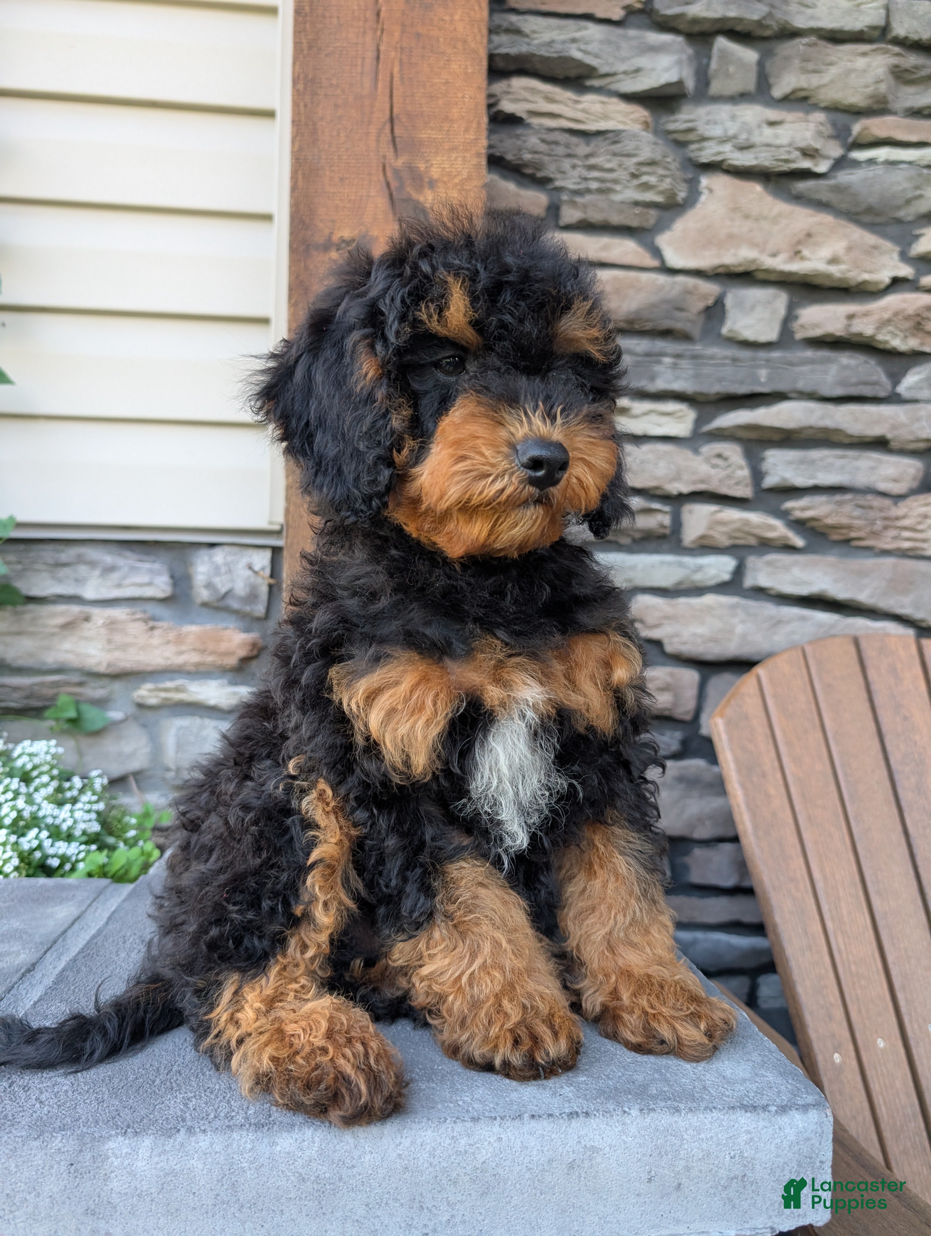 Cavapoo dogs Max - Ad 2