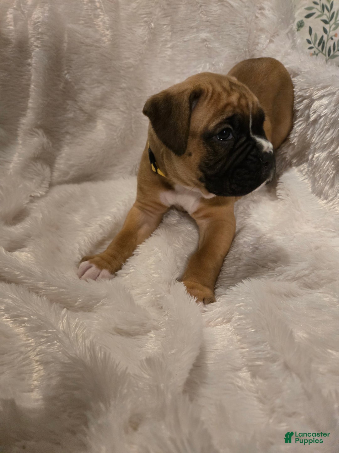 Boxer dogs for sale: Comet - Ad 2
