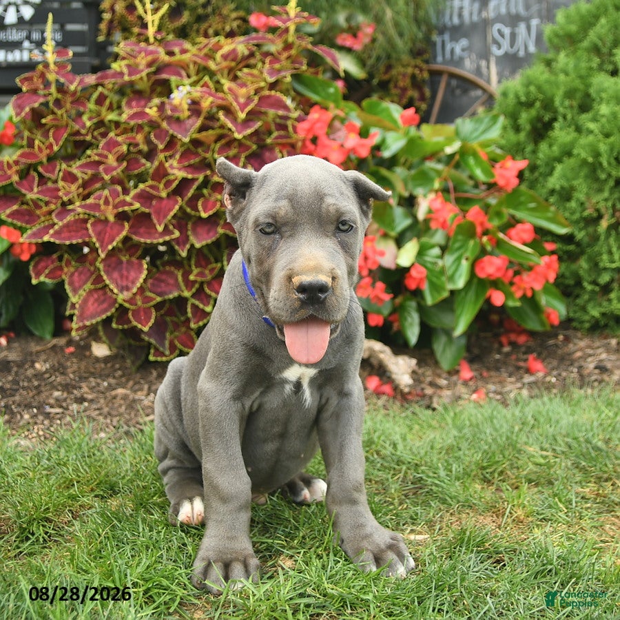 Cane Corso dogs Larry  - Ad 2