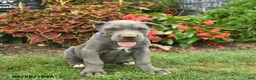 Cane Corso dogs for sale: Larry  - Ad 2
