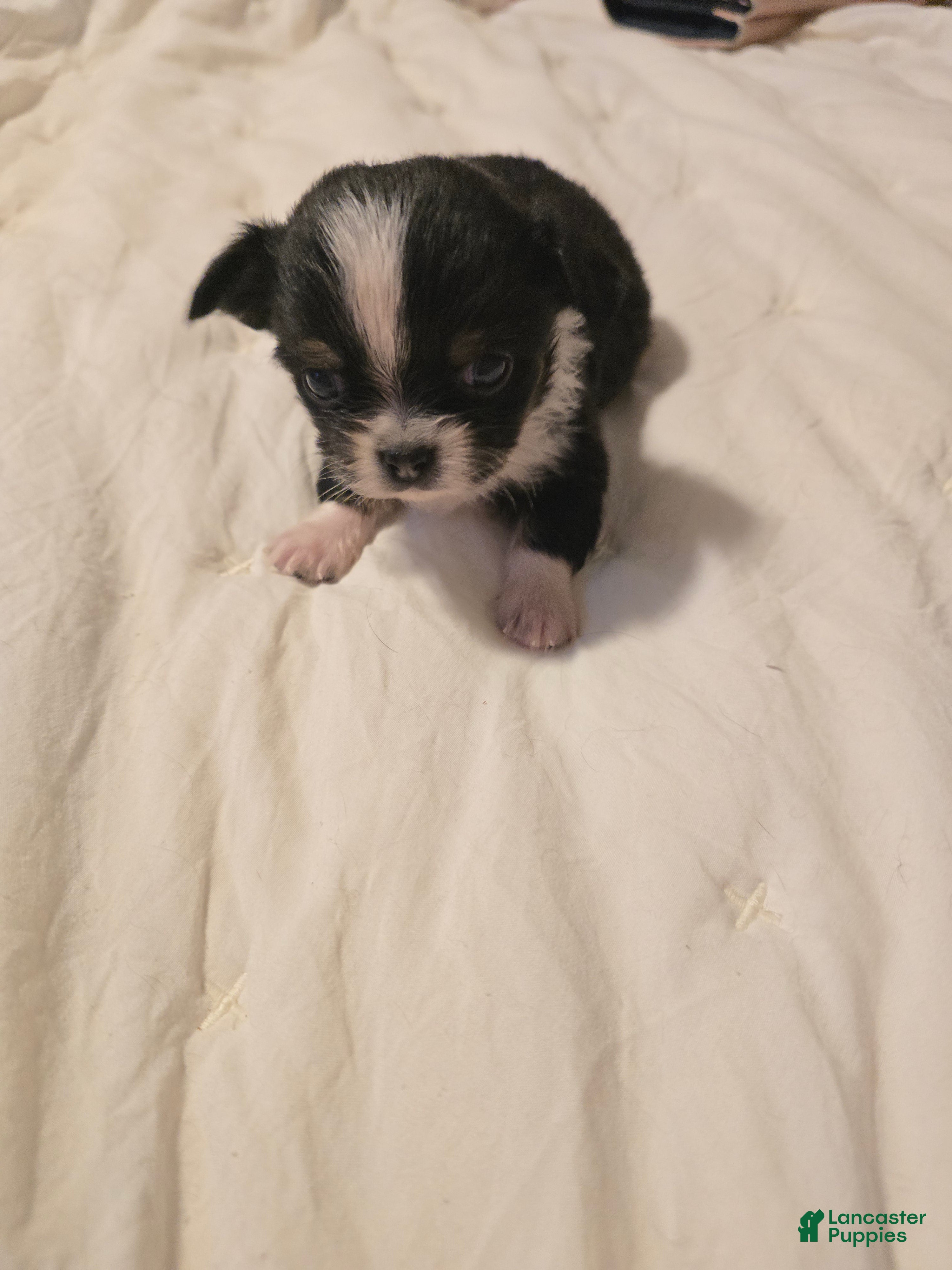 Chihuahua dogs Lizzy  - Ad 1