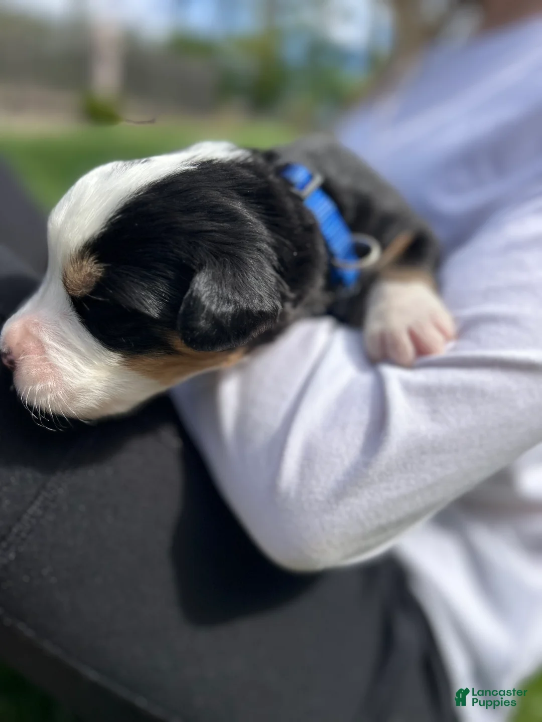 Bernese Mountain Dog dogs for sale: Bernese Mountain Dog Puppy 14 - Ad 2