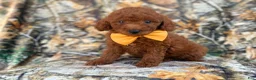 Mini Goldendoodle dogs for sale: Luca - Ad 5
