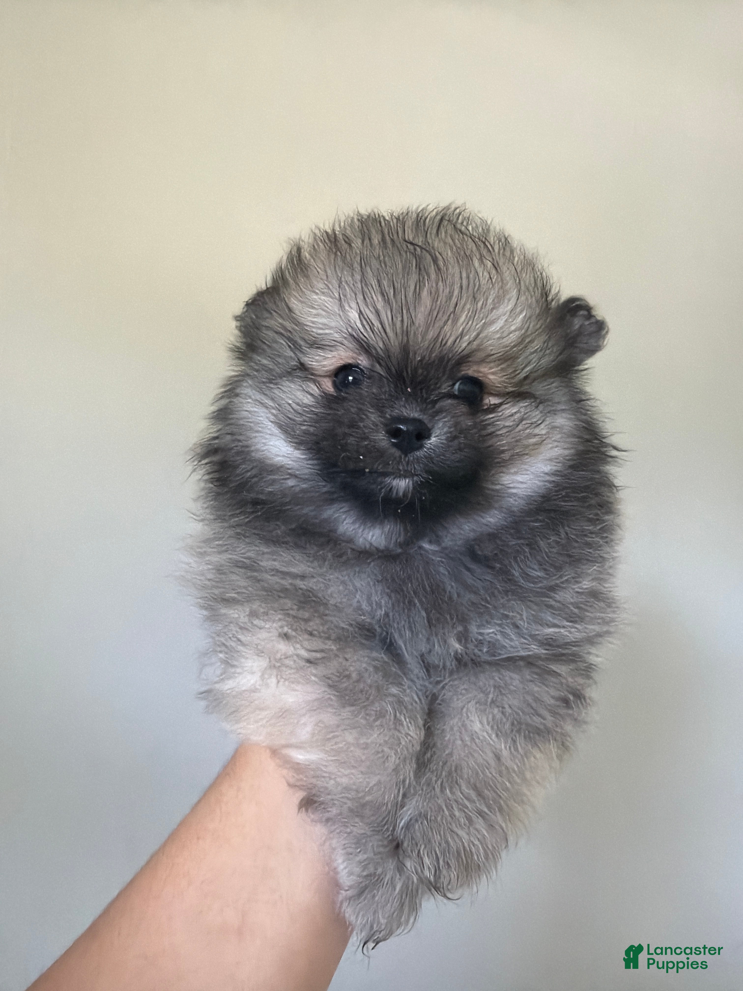 Pomeranian dogs for sale: Pomeranian Puppy 1 - Ad 3