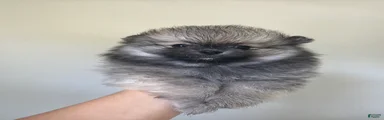Pomeranian Puppy 1