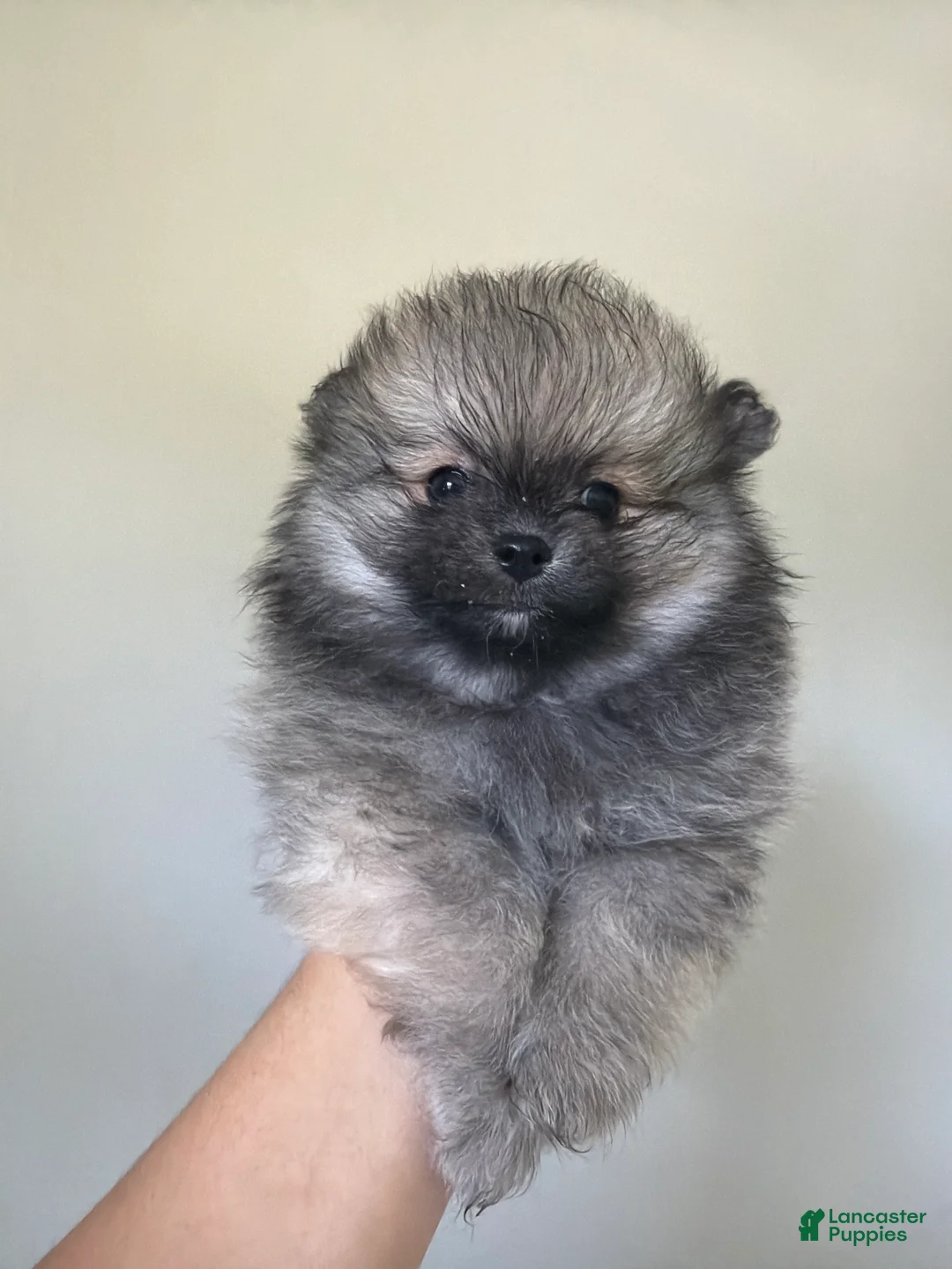 Pomeranian dogs for sale: Pomeranian Puppy 1 - Ad 1