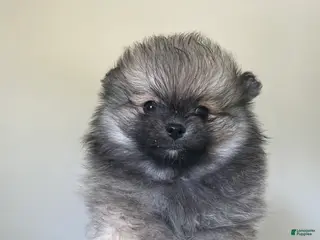 Pomeranian dogs for sale: Pomeranian Puppy 1 - Ad 3