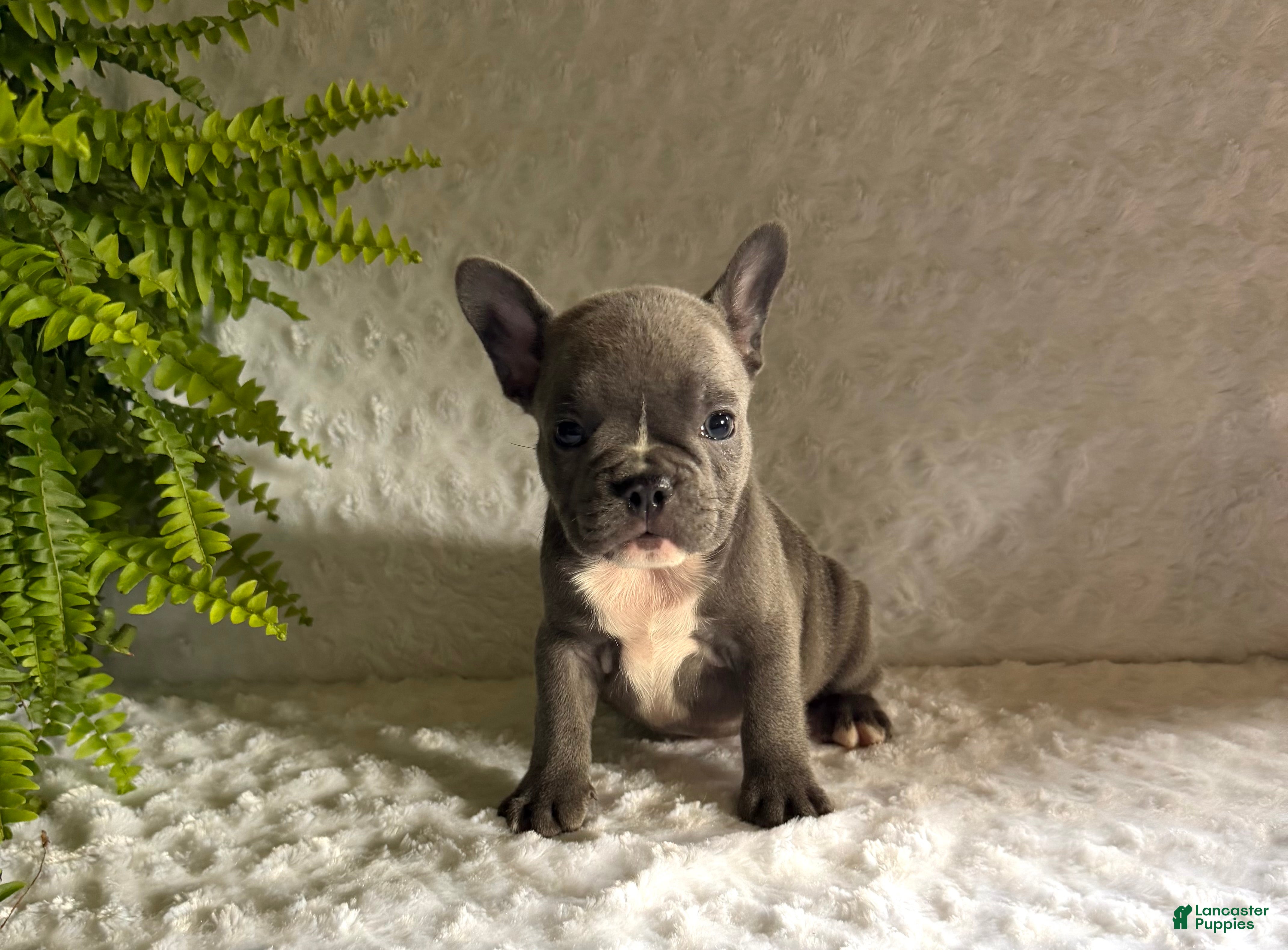 French Bulldog dogs Blue Jay - Ad 2