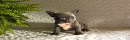 French Bulldog dogs for sale: Blue Jay - Ad 2
