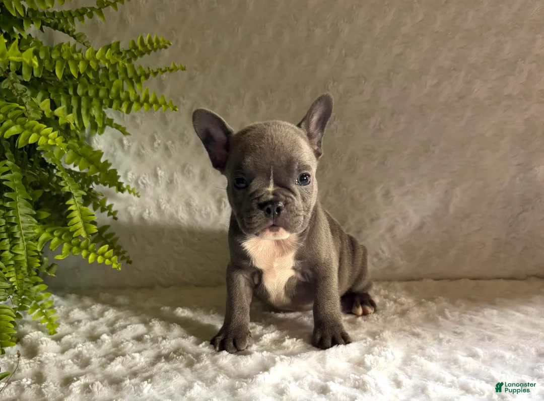 French Bulldog dogs for sale: Blue Jay - Ad 2
