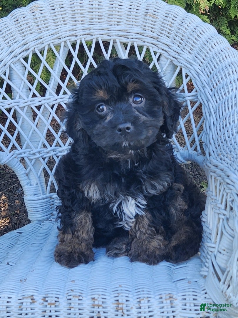Cavapoo dogs Jayden - Ad 1