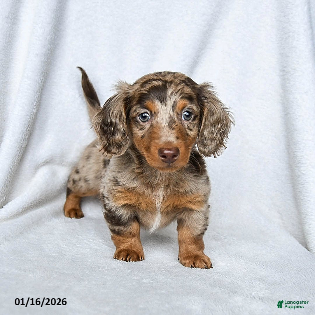 Miniature Dachshund dogs for sale: Waffles - Ad 2