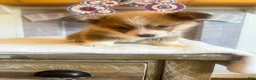 Welsh Corgi Pembroke dogs for sale: Fettucine (Fat Boy) - Ad 6