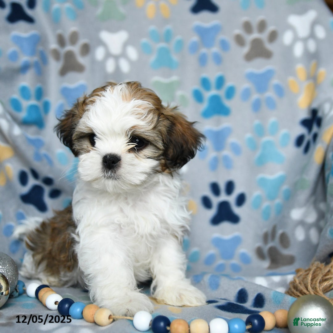 Shih Tzu dogs for sale: Jack  - Ad 5