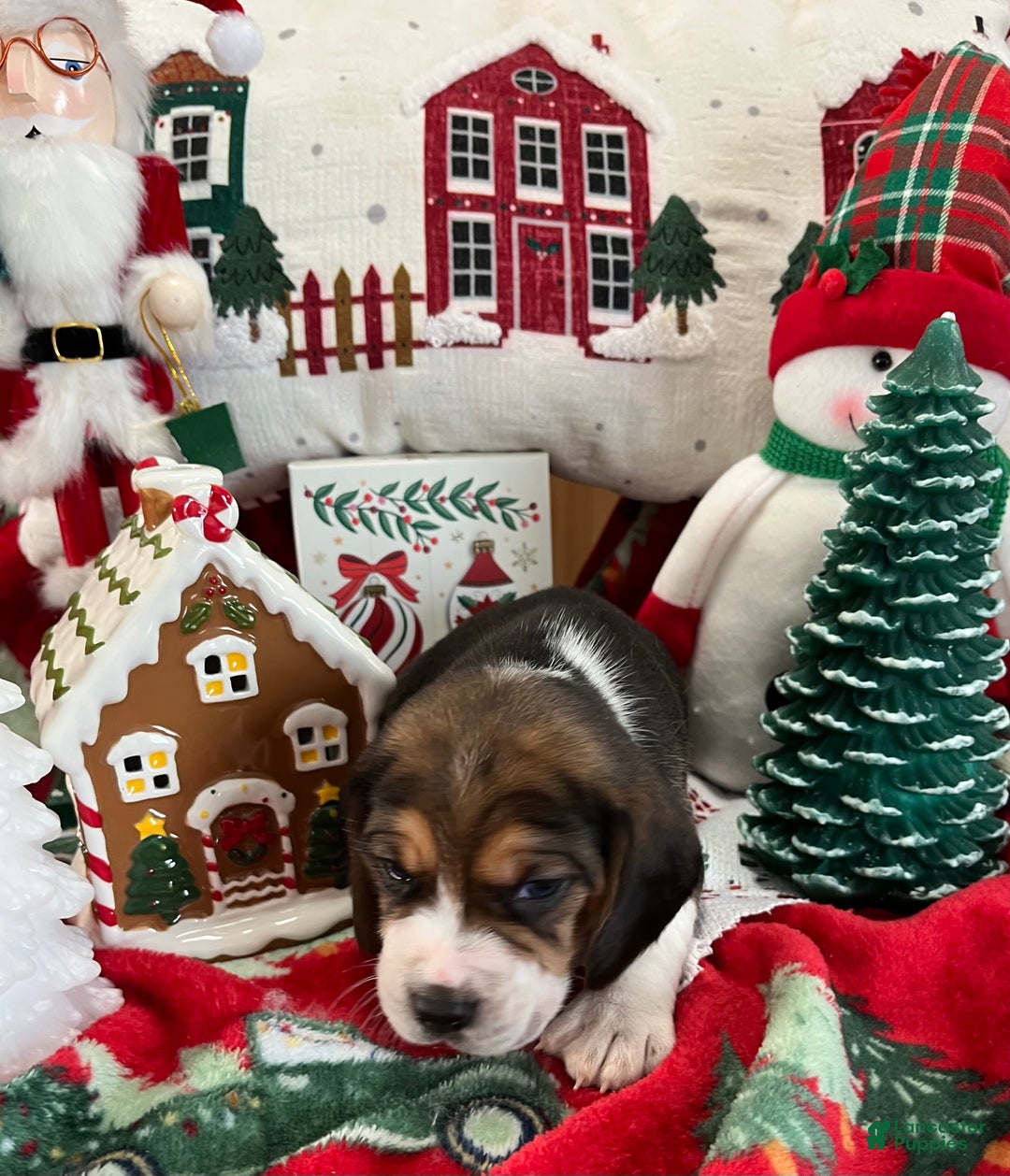 Beagle dogs for sale: Beagle Puppy 2 - Ad 5