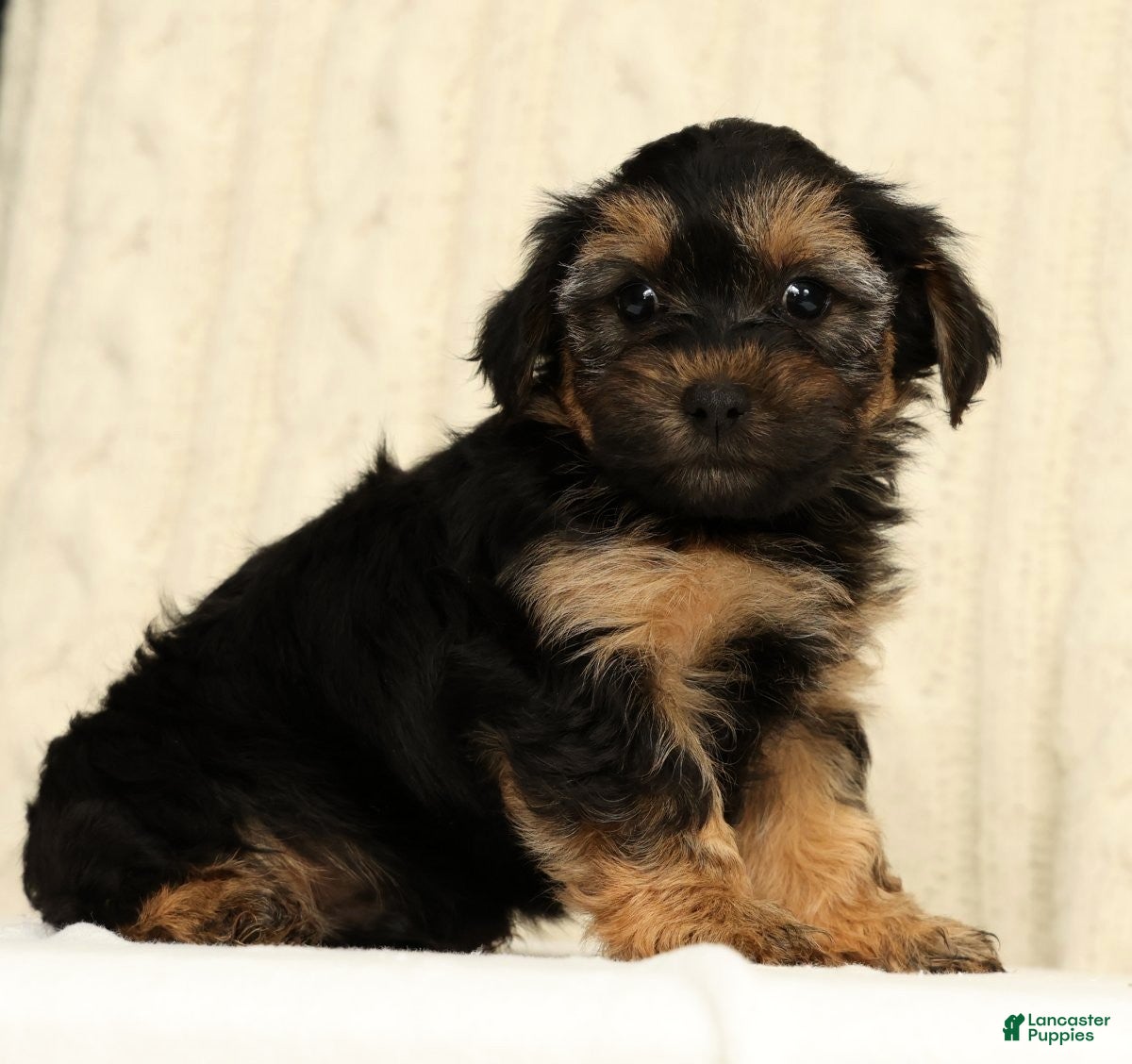 Yorkiepoo dogs Chase - Ad 1