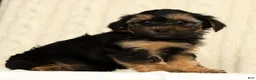Yorkiepoo dogs for sale: Chase - Ad 1