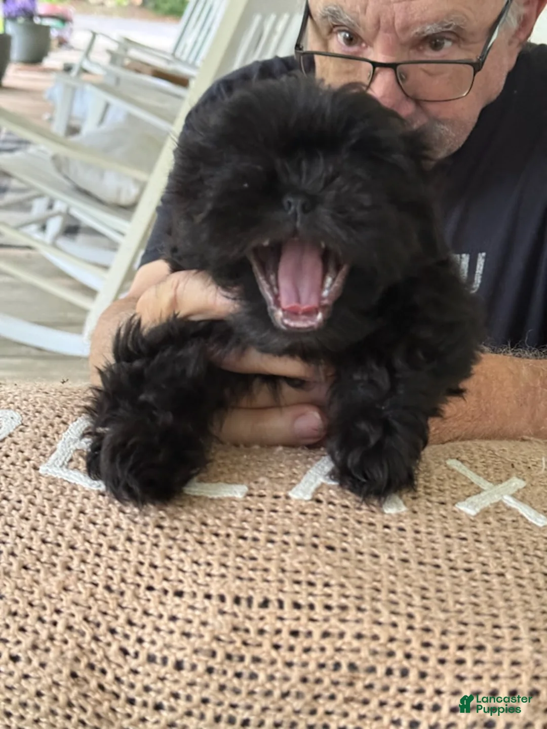 Shih Tzu dogs for sale: Dana - Ad 2
