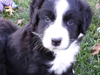 Mixed Breed dogs - Ad 23