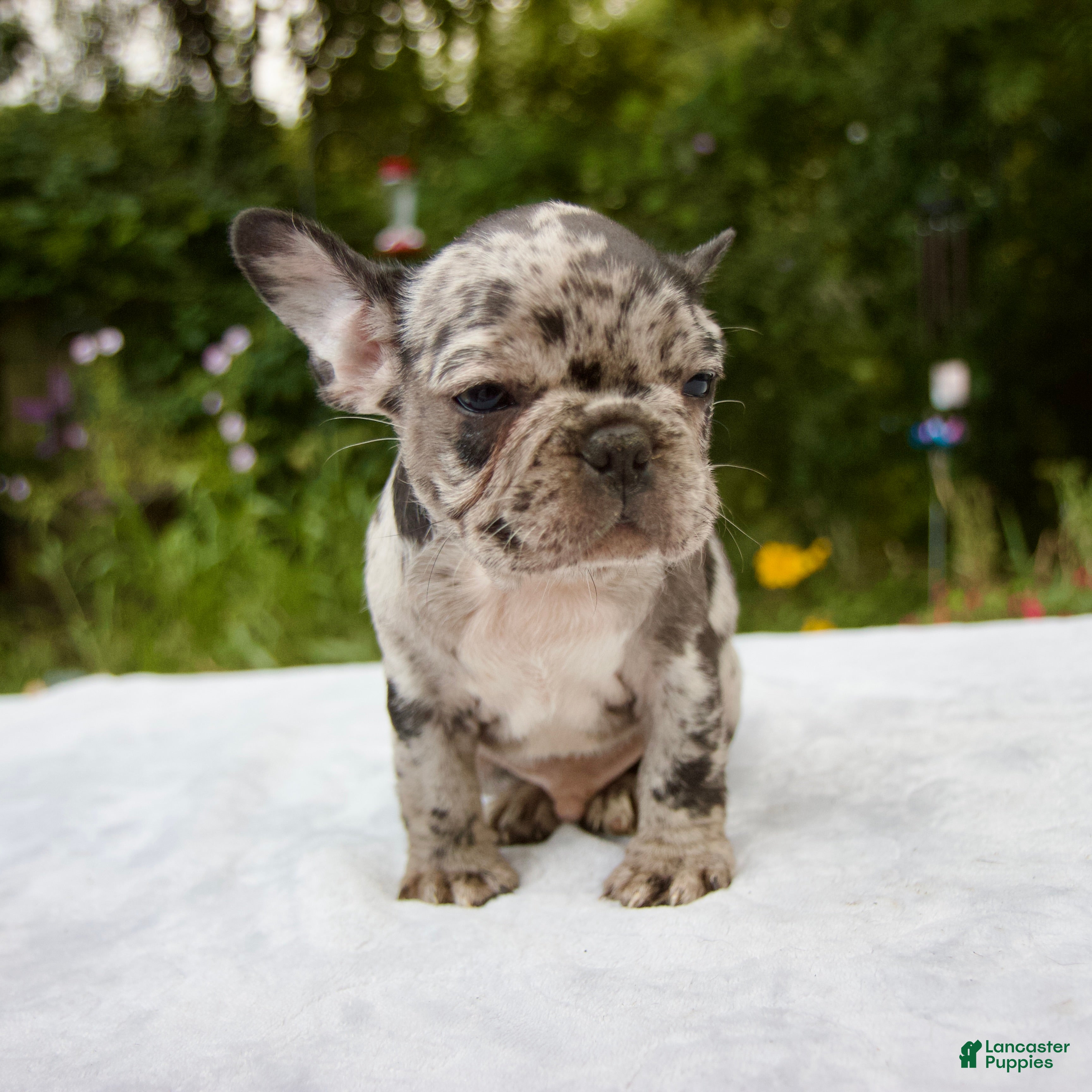Long Haired French French Bulldog Puppies For Free 111+ Thousand