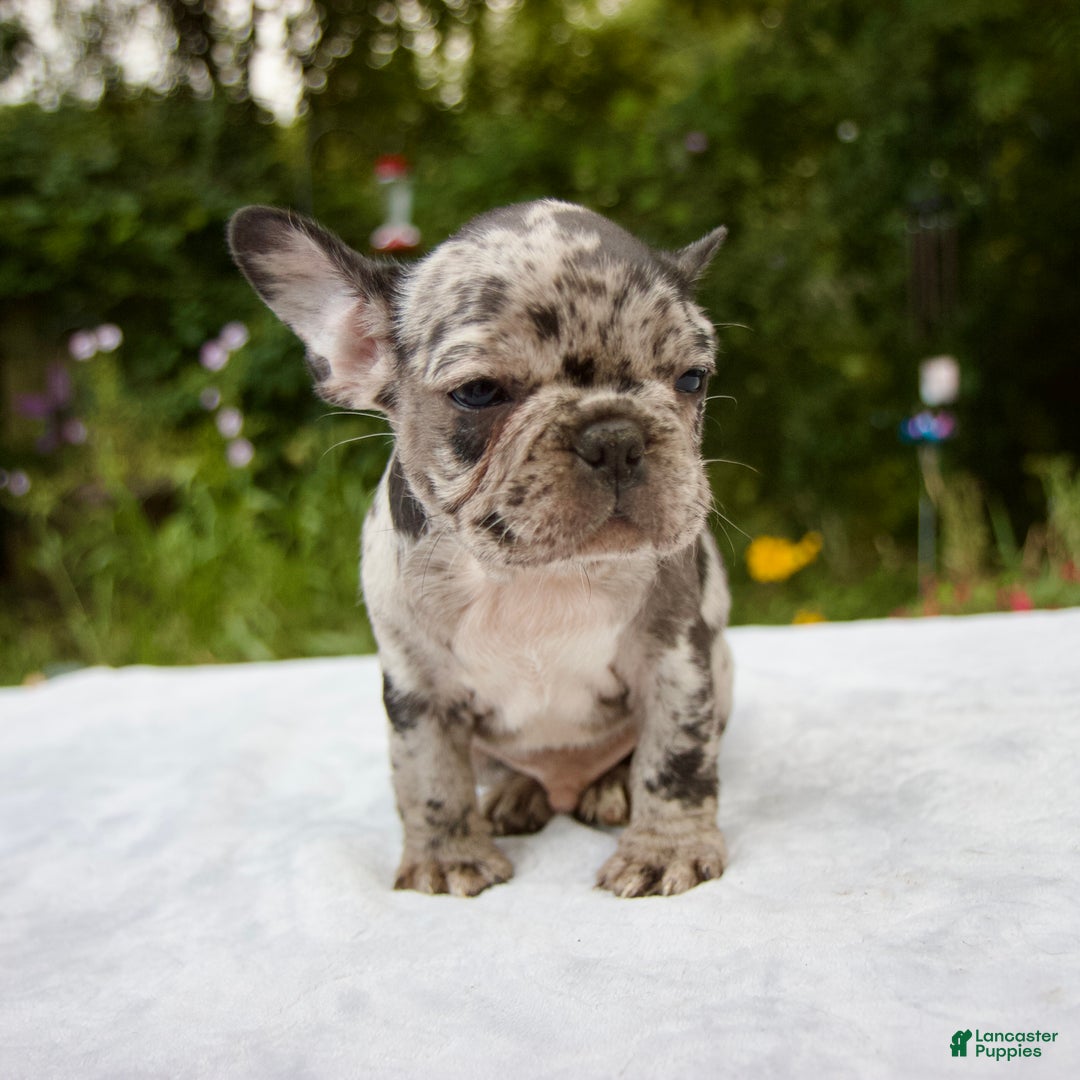 Isabella Merle French Frenchie Dog Hypoallergenic French Bulldog
