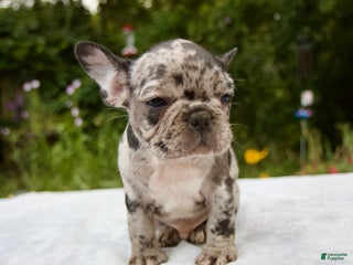 French Bulldog dogs - Ad 26