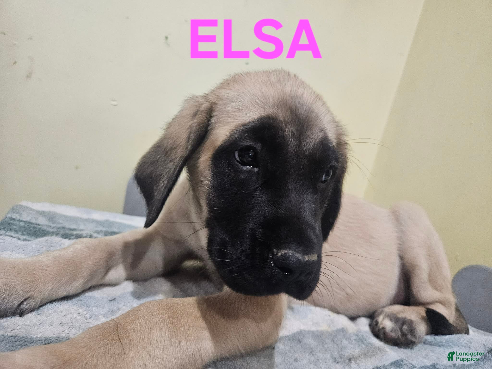English Mastiff dogs English Mastiff Puppy 1 - Ad 15