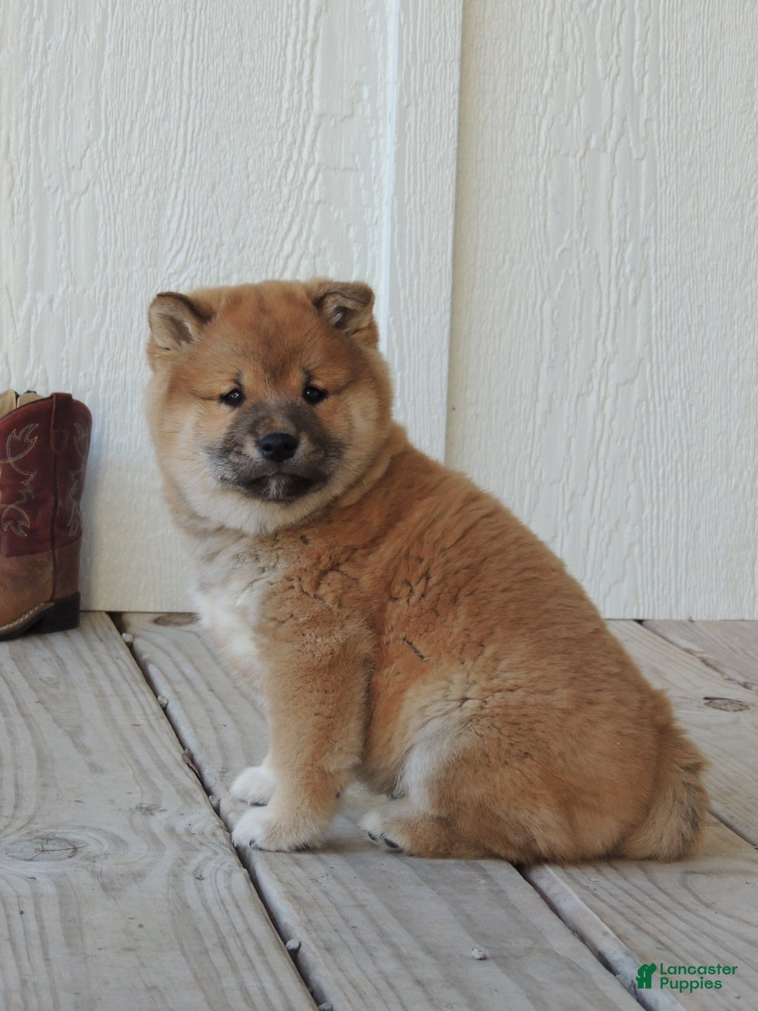 Shiba Inu dogs for sale: DAKOTA - Ad 9