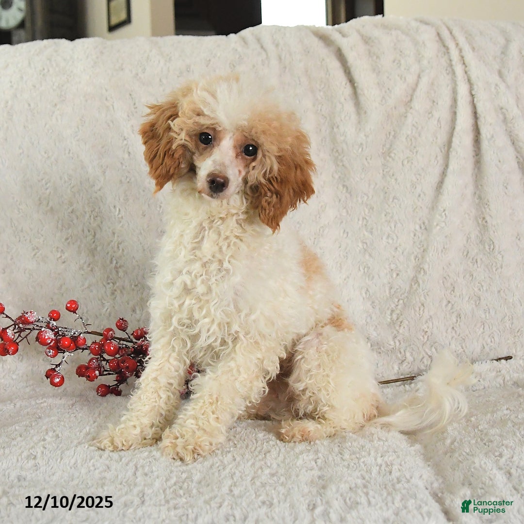 Yorkiepoo dogs for sale: Sally - Ad 6