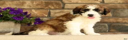 Saint Berdoodles dogs for sale: Ringo - Ad 1