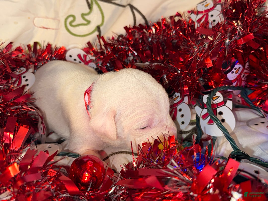 Mixed Breed dogs for sale: Puffball - Ad 2