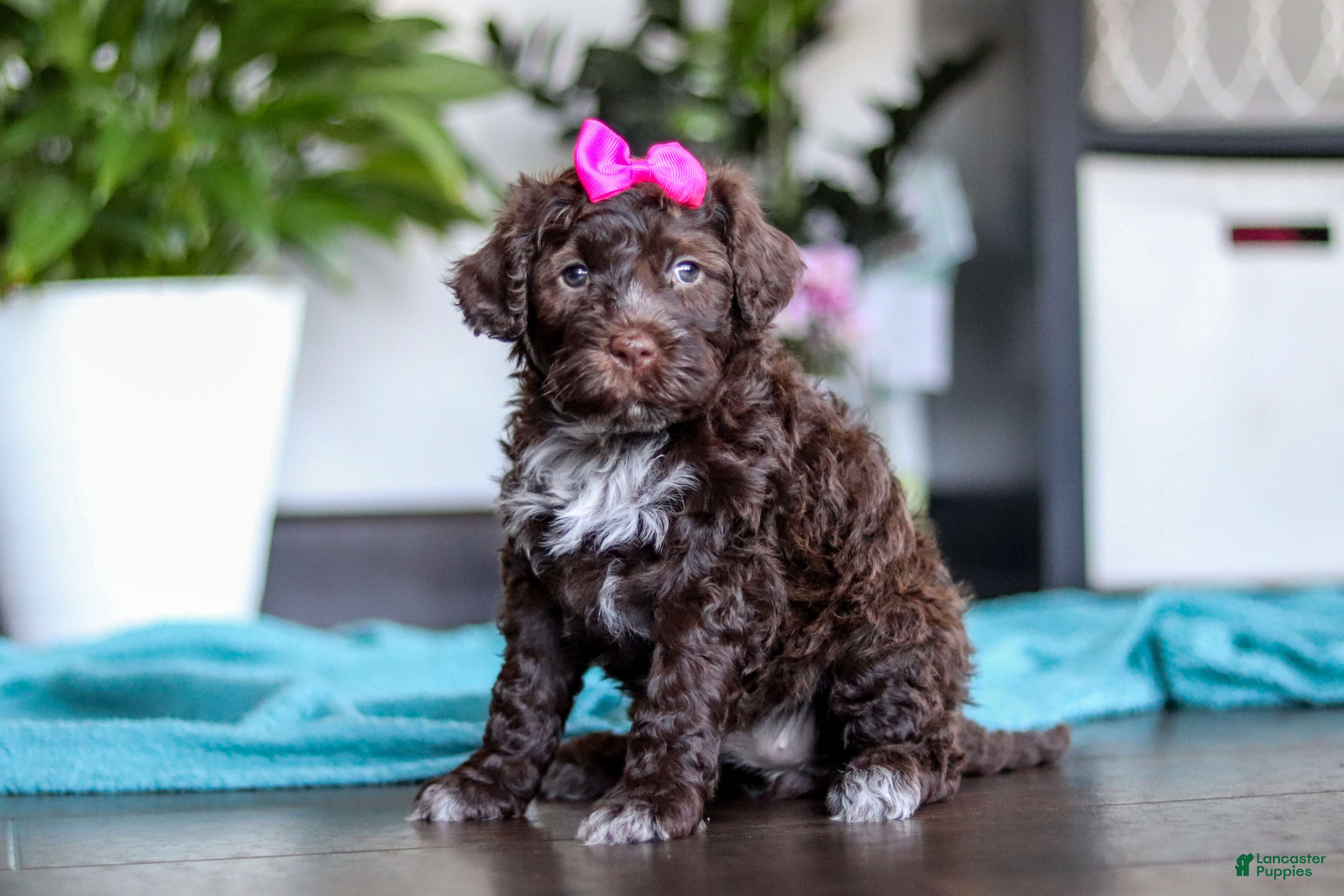 Portuguese Water Dog dogs Missy - Ad 1