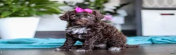 Portuguese Water Dog dogs for sale: Missy - Ad 1