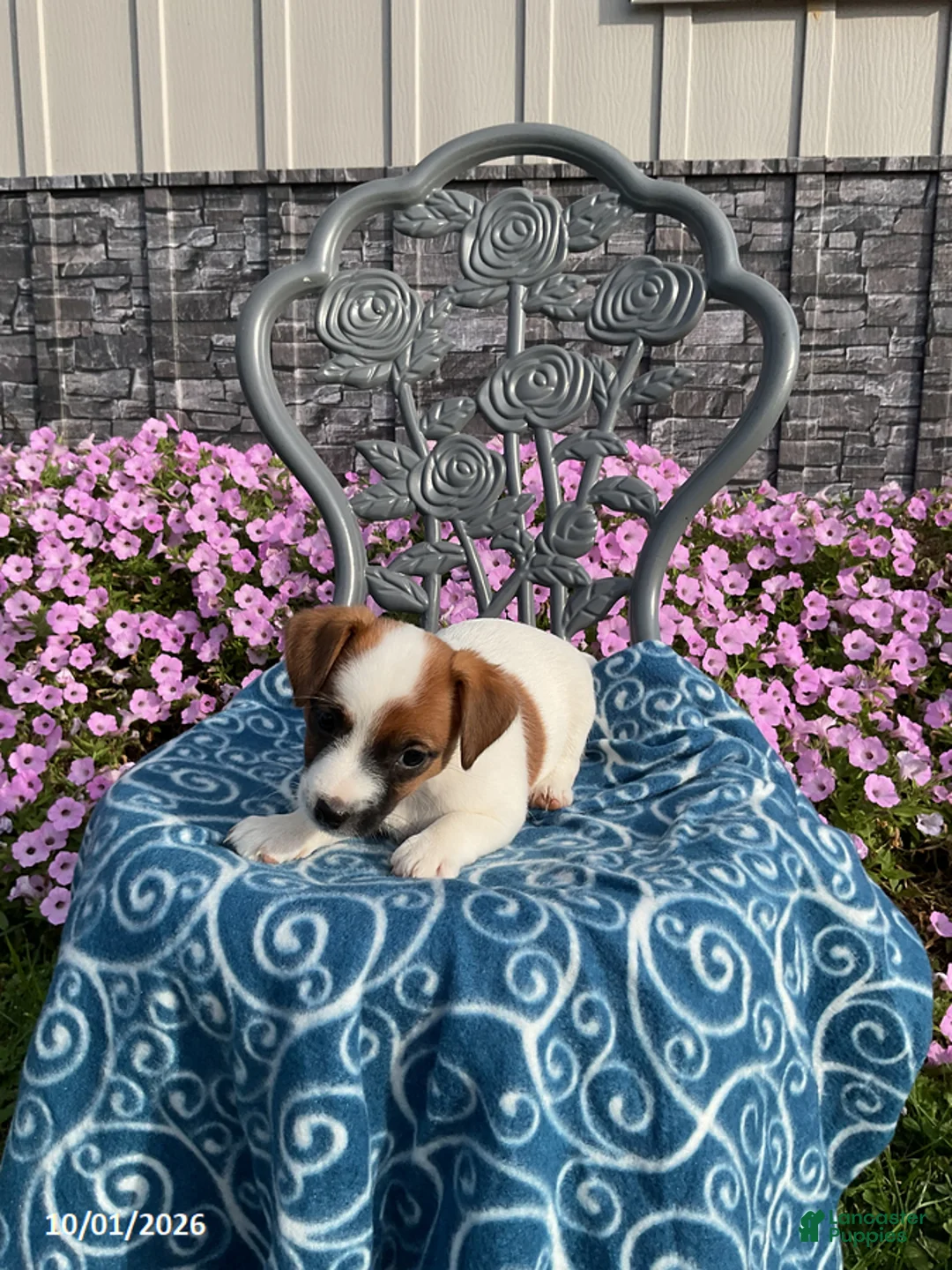 Jack Russell Terrier dogs for sale: Dixie - Ad 2