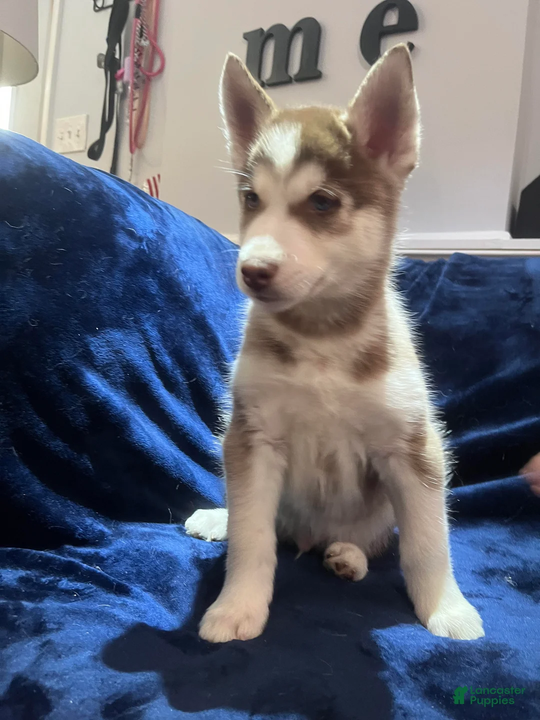 Siberian Husky dogs for sale: Simba - Ad 1
