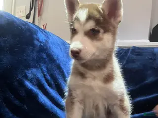 Siberian Husky dogs for sale: Simba - Ad 2