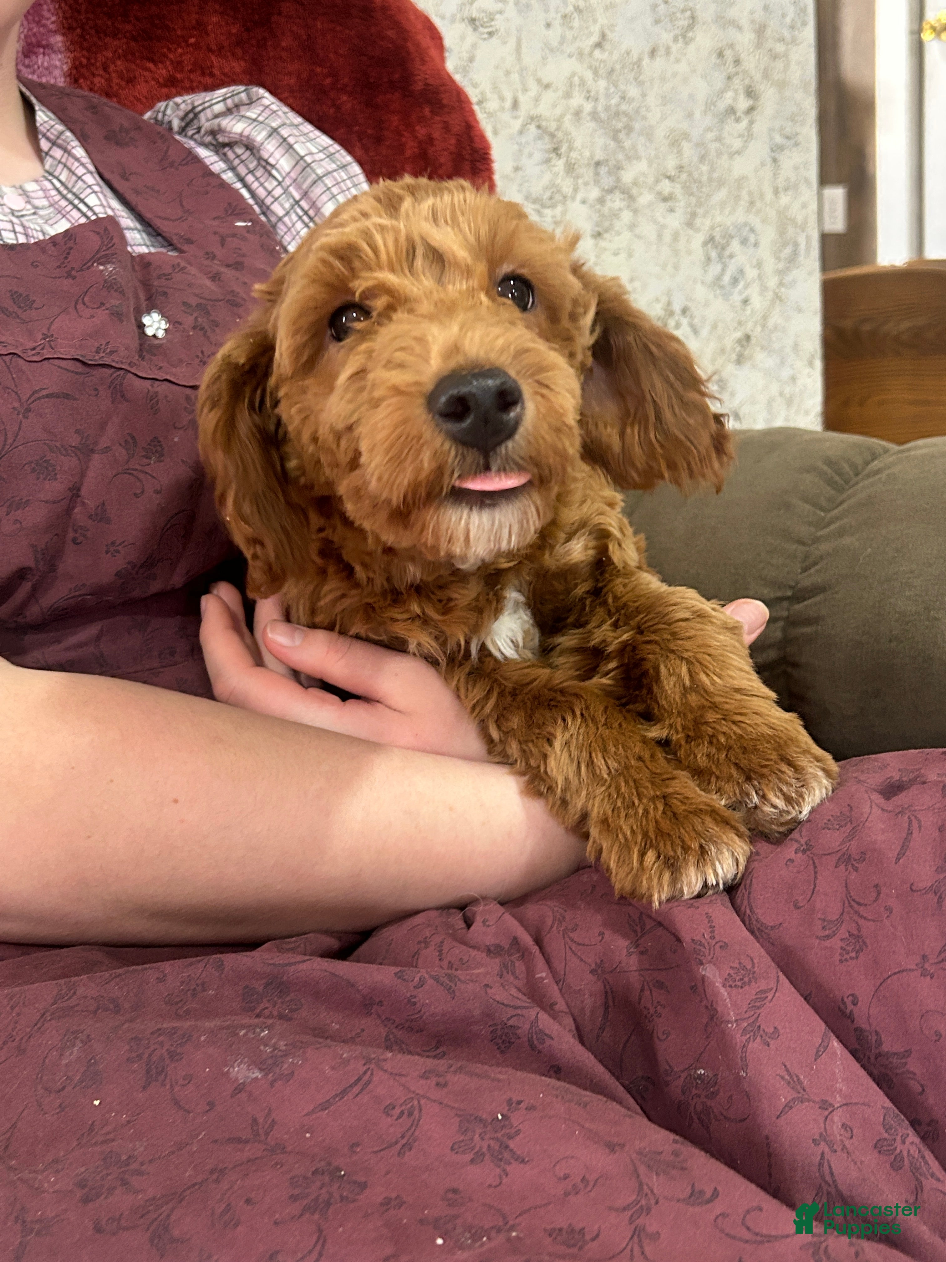 Mini Goldendoodle dogs Carlos - Ad 27